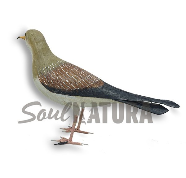 PARDELA CENICIENTA - PITA - Imagen 2