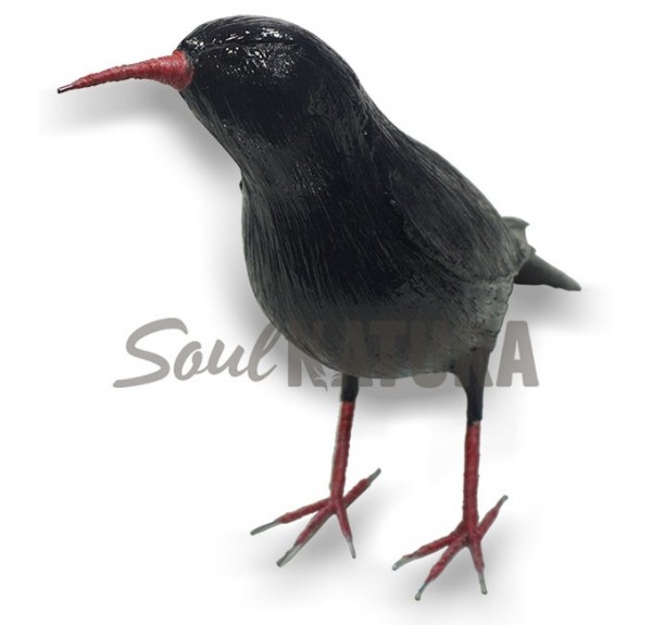 CHOVA PIQUIROJA (Pyrrhocorax pyrrhocorax) Pájaro de PITA - Imagen 2