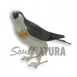 ÁGUILA PESCADORA (Pandion haliaetus) Pájaro de PITA - Imagen 2