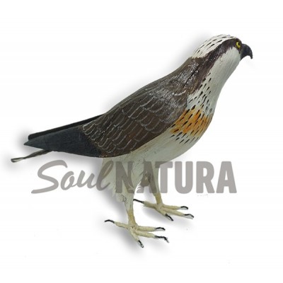 ÁGUILA PESCADORA (Pandion haliaetus) Pájaro de PITA - Imagen 2