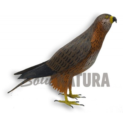 BUSARDO RATONERO Pájaro de PITA - Imagen 1