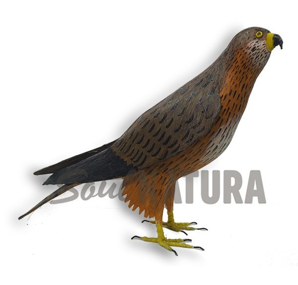 BUSARDO RATONERO Pájaro de PITA - Imagen 1