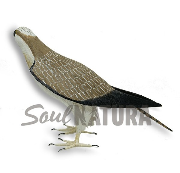 ÁGUILA PESCADORA (Pandion haliaetus) Pájaro de PITA - Imagen 3