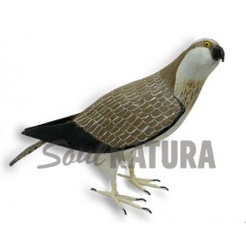 ÁGUILA PESCADORA (Pandion haliaetus) Pájaro de PITA - Imagen 5