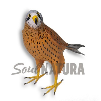 REPRODUCCION CERNICALO VULGAR - Imagen 2