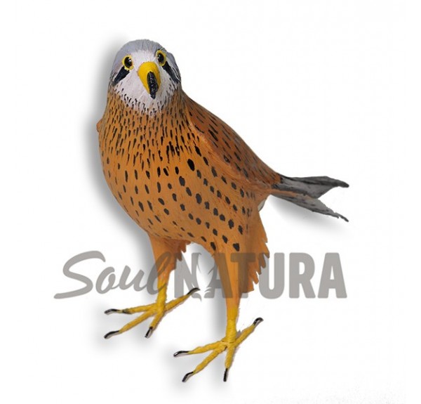 REPRODUCCION CERNICALO VULGAR - Imagen 2