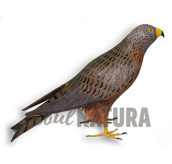 MILANO REAL PEQUEÑO (Milvus milvus) Pájaro de PITA - Imagen 1