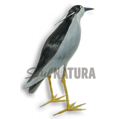 MARTINETE (Nycticorax nycticorax) Pájaro de PITA - Imagen 2