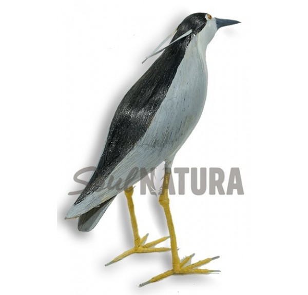 MARTINETE (Nycticorax nycticorax) Pájaro de PITA - Imagen 2