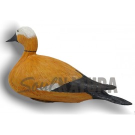 TARRO CANELO (Tadorna ferruginea) Pájaro de PITA - Imagen 3