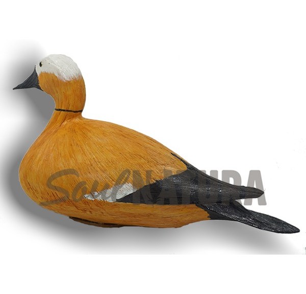 TARRO CANELO (Tadorna ferruginea) Pájaro de PITA - Imagen 2