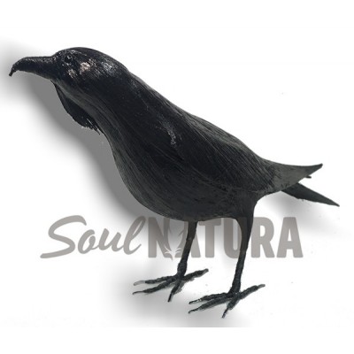 REPRODUCCION CUERVO - Imagen 2