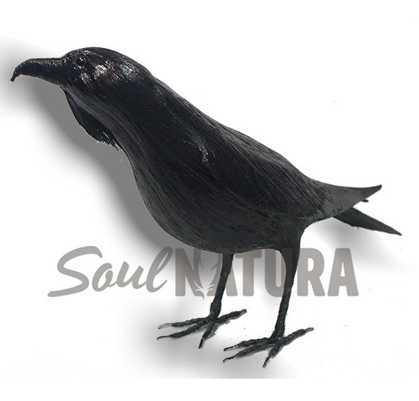 REPRODUCCION CUERVO - Imagen 2