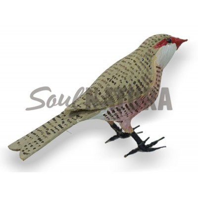 PICO DE CORAL (Estrilda astrild) Pájaro de PITA - Imagen 2