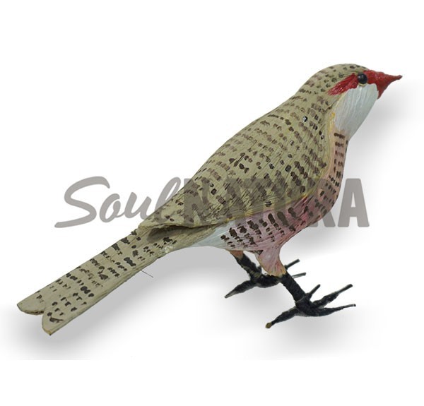 PICO DE CORAL (Estrilda astrild) Pájaro de PITA - Imagen 2