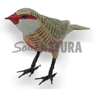 PICO DE CORAL (Estrilda astrild) Pájaro de PITA - Imagen 3