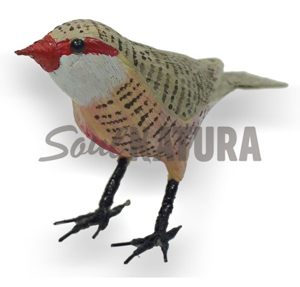 PICO DE CORAL (Estrilda astrild) Pájaro de PITA - Imagen 3