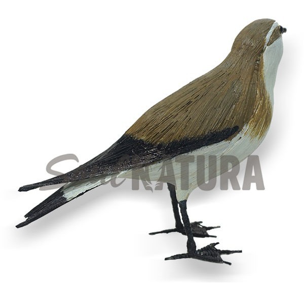 PAÍÑO PECHIALBO (Pelagodroma marina) Pájaro de PITA - Imagen 2