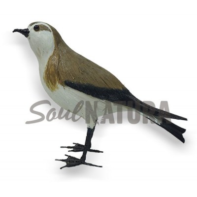 PAÍÑO PECHIALBO (Pelagodroma marina) Pájaro de PITA - Imagen 3