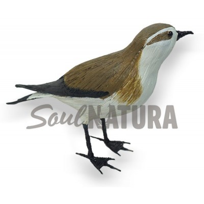 PAÍÑO PECHIALBO (Pelagodroma marina) Pájaro de PITA - Imagen 4