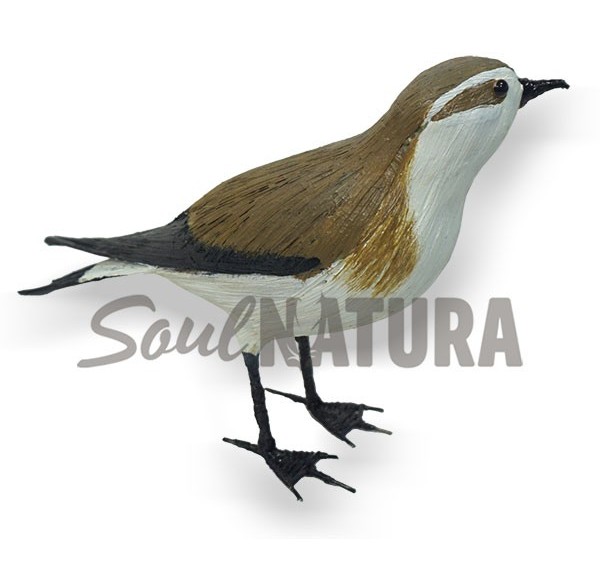 PAÍÑO PECHIALBO (Pelagodroma marina) Pájaro de PITA - Imagen 4