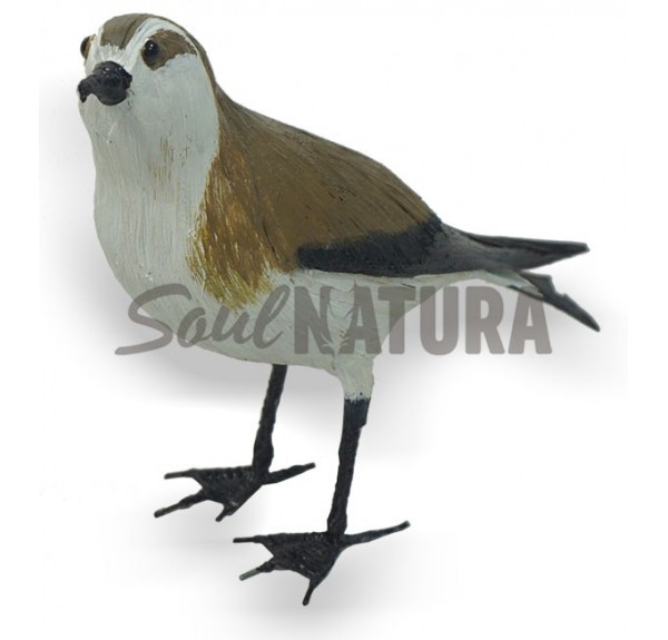 PAÍÑO PECHIALBO (Pelagodroma marina) Pájaro de PITA - Imagen 5