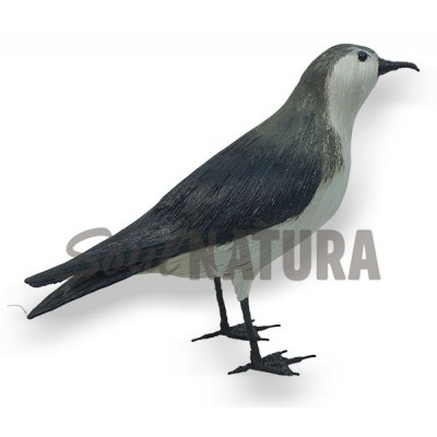 PARDELA CHICA (Puffinus assimilis) Pájaro de PITA - Imagen 2