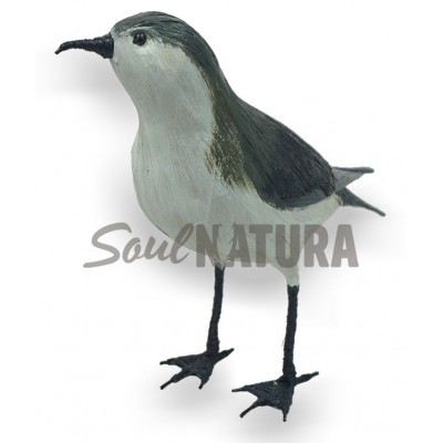 PARDELA CHICA (Puffinus assimilis) Pájaro de PITA - Imagen 3