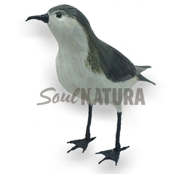 PARDELA CHICA (Puffinus assimilis) Pájaro de PITA - Imagen 3