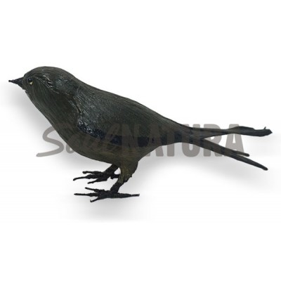 VENCEJO PÁLIDO  - Imagen 2