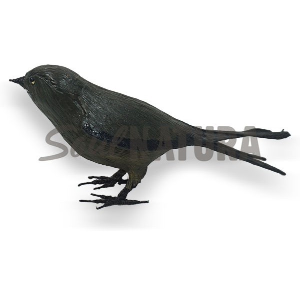 VENCEJO PÁLIDO  - Imagen 2