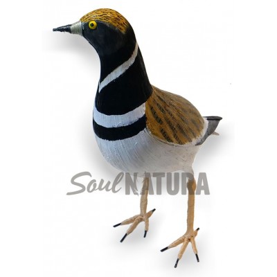 SISÓN MACHO (Tetrax tetrax) Pájaro de PITA - Imagen 1