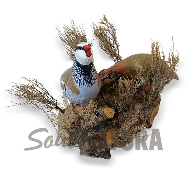 ▷ RECLAMO PAREJA DE PERDICES Pájaro de PITA | Soul Natura - Imagen 1