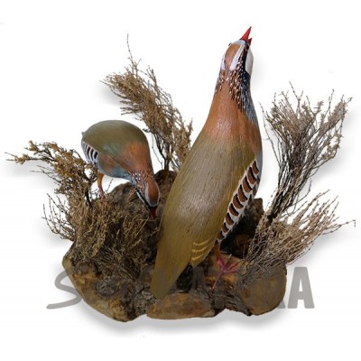 ▷ RECLAMO PAREJA DE PERDICES Pájaro de PITA | Soul Natura - Imagen 2