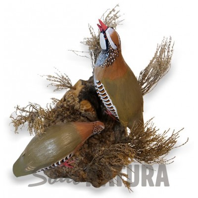 ▷ RECLAMO PAREJA DE PERDICES Pájaro de PITA | Soul Natura - Imagen 3
