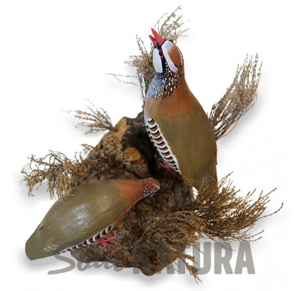 ▷ RECLAMO PAREJA DE PERDICES Pájaro de PITA | Soul Natura - Imagen 3