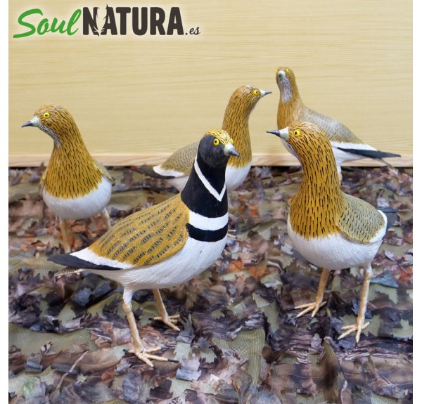 ▷ SISÓN HEMBRA (Tetrax tetrax) Pájaro de PITA | Soul Natura - Imagen 4