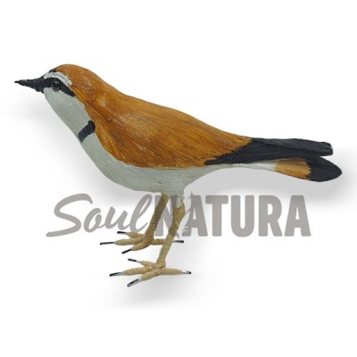 ▷ CHORLITEJO CHICO (Charadrius dubius) Pájaro de PITA | Soul Natura - Imagen 2