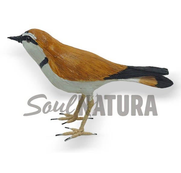 ▷ CHORLITEJO CHICO (Charadrius dubius) Pájaro de PITA | Soul Natura - Imagen 2