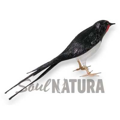 ▷ GOLONDRINA COMÚN (Hirundo rustica) PÁJARO DE PITA | Soul Natura - Imagen 3