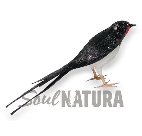 ▷ GOLONDRINA COMÚN (Hirundo rustica) PÁJARO DE PITA | Soul Natura - Imagen 3