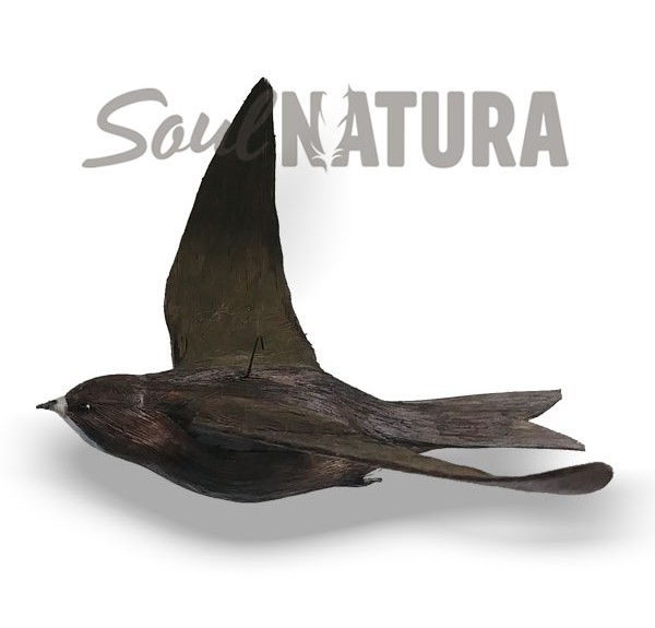 Vencejo palido volando - Imagen 3