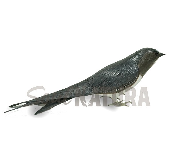 VENCEJO REAL - Imagen 2