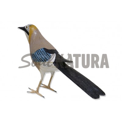 ARRENDAJO (PÁJARO DE PITA) - Imagen 2