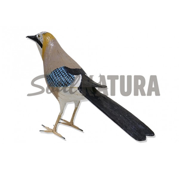 ARRENDAJO (PÁJARO DE PITA) - Imagen 2