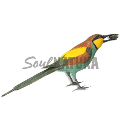 ABEJARUCO CON ABEJA - Imagen 2