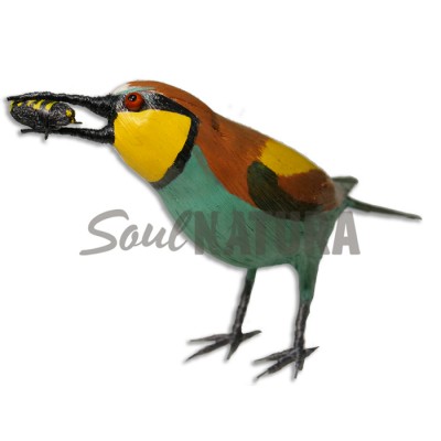 ABEJARUCO CON ABEJA - Imagen 3