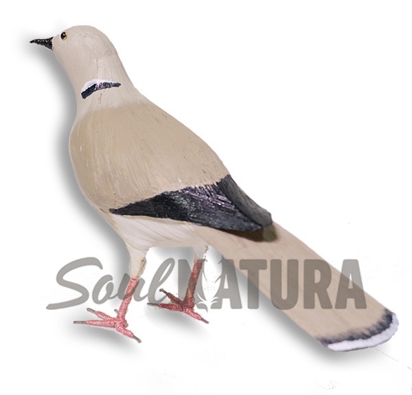 TÓRTOLA TURCA (Streptopelia decaocto) - Imagen 1