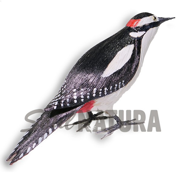 PICO PICAPINOS (Dendrocopos maior) Pájaro de PITA - Imagen 2