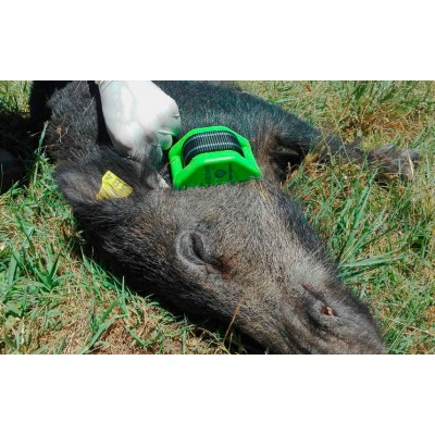 GPS seguimiento jabali - Imagen 3